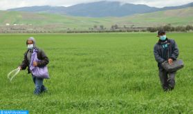 El Jadida : Les fortes précipitations ravivent l'espoir des agriculteurs