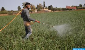 Agriculture: une campagne exceptionnelle se dessine