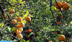 A Souss-Massa, l'agrumiculture fait florès malgré les contraintes