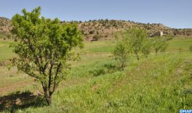 L'amandier, une filière à fort potentiel dans la province d’Azilal