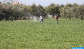 Rabat-Salé-Kénitra: Lancement du Centre régional des jeunes entrepreneurs agricoles et agroalimentaires