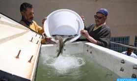 Lancement d'un projet d'appui au développement des métiers d'aquaculture au Maroc de 2,5 millions de dollars