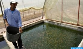 L'aquaculture, un véritable levier de développement dans la région Dakhla-Oued Eddahab