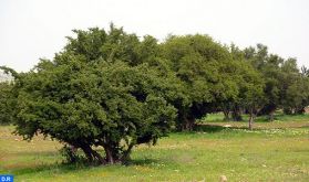 Le Maroc célèbre l'arganier, un arbre synonyme de résilience et d'éternité