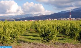 Béni Mellal-Khénifra : Une région à vocation agricole par excellence