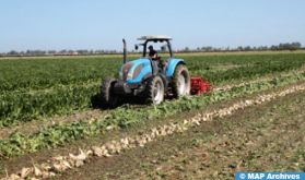 La filière sucrière aux Doukkala: un moteur de développement régional et un levier pour l’économie nationale