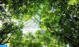 La Journée internationale de la Terre nourricière, une occasion pour célébrer la biodiversité