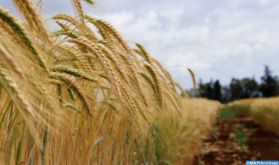 Céréaliculture : Une superficie de plus de 656.000 ha programmée dans la région Fès-Meknès.