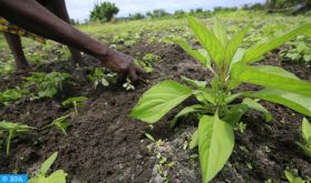 OCP Africa et la BAD mobilisent 4 millions USD pour l'accès aux engrais en Côte d’Ivoire et au Ghana