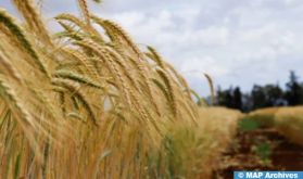 Casablanca-Settat : La superficie semée en céréales d’automne s’élève à plus de 575.000 hectares pour la campagne agricole 2023/2024