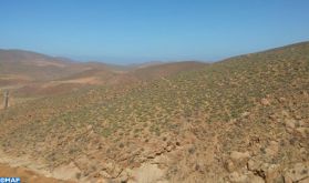 Guelmim-Oued Noun: le cactus résiste aux effets de la cochenille et du Covid-19