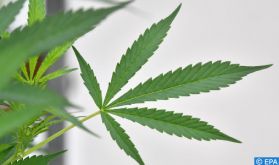 Un webinaire examine les aspects médicaux et scientifiques du cannabis