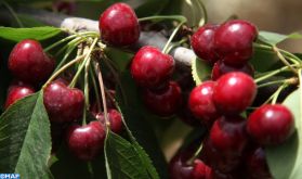 Sefrou à l’heure de la cueillette des cerises