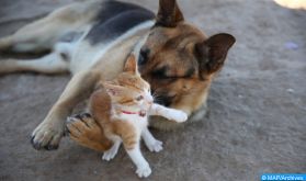 Droits des animaux: Nécessité de solutions durables pour garantir un équilibre écologique