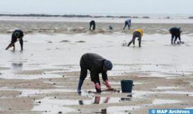 Essaouira : Interdiction de la récolte et la commercialisation des coquillages issus de la zone Oum Toyour-Chouika