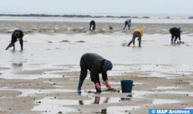 Essaouira : Interdiction de la récolte et de la commercialisation des produits conchylicoles issus de la zone Oum Toyour-Chouika