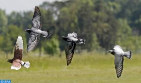 Parution en Angleterre d'un ouvrage intitulé "Maroc: le partage des oiseaux"