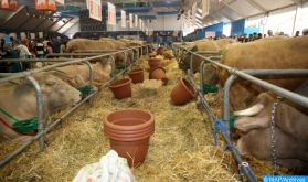 Région de Marrakech-Safi : Distribution de 495.000 quintaux d'orge subventionnée au profit des éleveurs