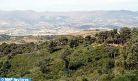 Région de Rabat-Salé-Kénitra: Lancement d'une campagne de sensibilisation aux risques d'incendies de forêts