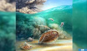 "Science" consacre un article à la découverte d’une vie marine datant de 515 millions d’années piégée dans des dépôts volcaniques au Maroc : Une fossilisation unique au Monde