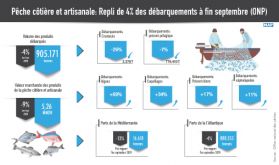 Pêche côtière et artisanale: Repli de 4% des débarquements à fin septembre (ONP)