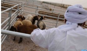 Province de Jerada : Ouverture à Aïn Béni Mathar d'un marché aux bestiaux pilote