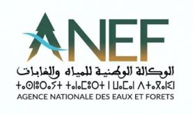 L'ANEF dément les allégations sur la destruction de plants de pins à Nador