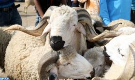 Mise en place à Casablanca d'un dispositif spécial pour une fête de sacrifice propre