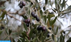 L'oléiculture, première essence arboricole dans la région Marrakech-Safi (Responsable)