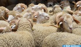 Marché des ovins: Prix, feeling et tradition, l’équation pour choisir son mouton
