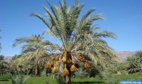 EEAU : Focus sur l'expérience marocaine en matière de développement du palmier-dattier