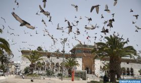 Casablanca: les pigeons voyageurs entrent dans la cage du Covid-19