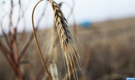 Tunisie : Une récolte céréalière de 16,4 millions de quintaux prévus pour l'actuelle saison agricole