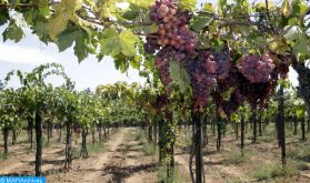 Le vignoble Doukkali, un levier essentiel du développement rural