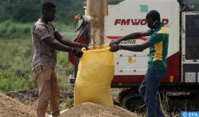 Partenariat entre OCP Africa et l'IFC pour renforcer les filières du riz en Côte d’Ivoire et du millet au Sénégal