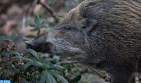 Le département des Eaux et Forêts dément le contenu de photos et vidéos montrant des sangliers "envahissant des villes du Royaume"