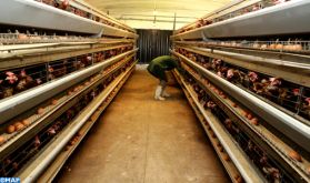 Les prix du poulet risquent de faire l'ascenseur encore longtemps